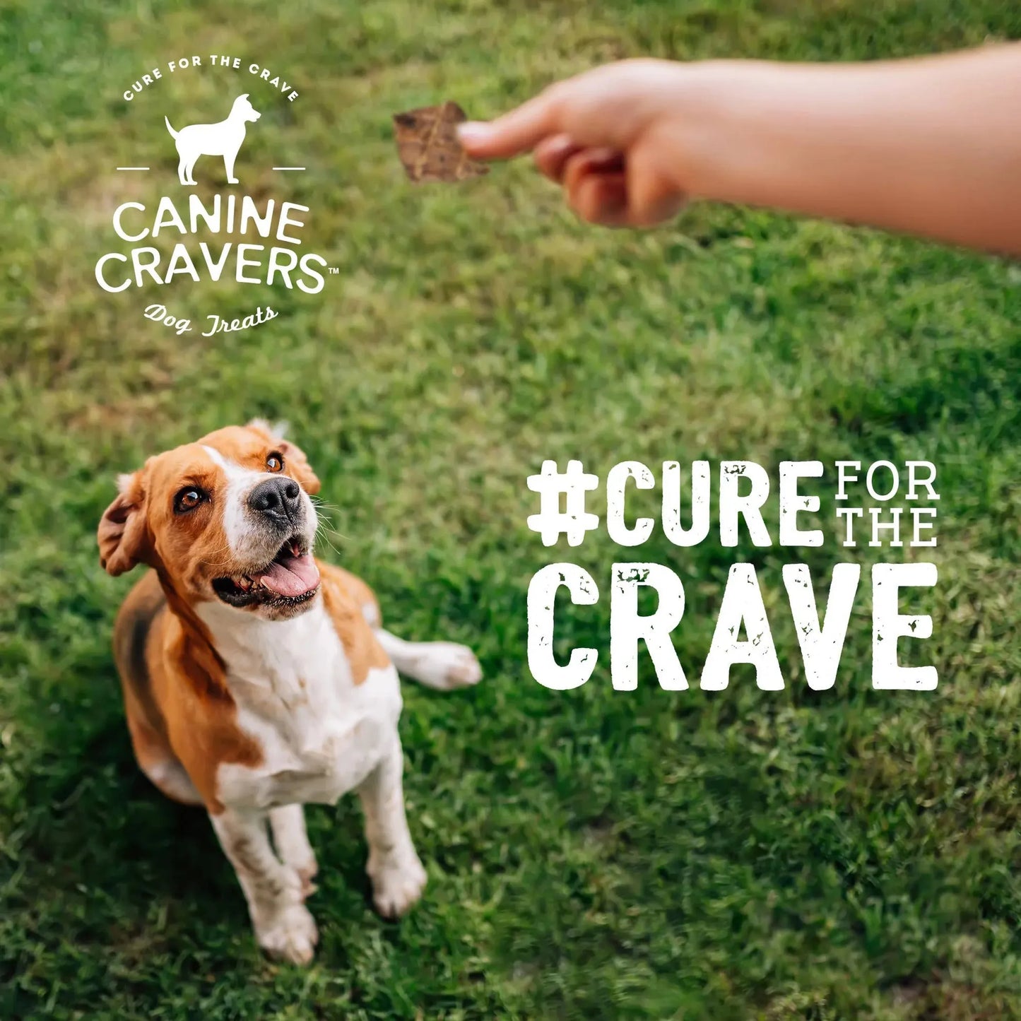 Canine Cravers: Premium Lamb Fillets, 5.3 oz